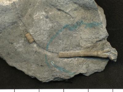 https://files.geocollections.info/large/c4/9f/c49f2aed-b884-4254-b01d-2b1a79c8e73d.jpg