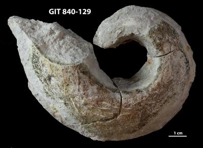 https://files.geocollections.info/large/c4/a3/c4a3e793-97a1-475b-a3d5-85a51a7e0e72.jpg