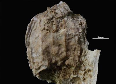 https://files.geocollections.info/large/c4/c8/c4c831d2-b102-4322-9208-70afe64e4914.jpg