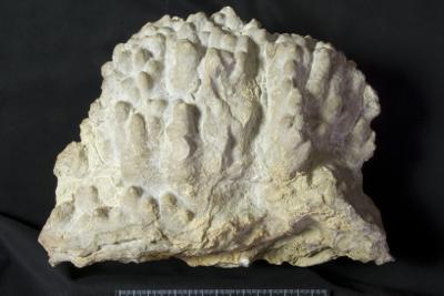 https://files.geocollections.info/large/c4/d3/c4d3ca45-9a60-4d06-8dd4-81677b82fbd7.jpg