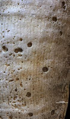 <i></i><br />Hosholm shore,  m, Pirgu Stage