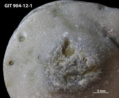 <i></i><br />Rööpli Cliff, Kõinastu,  m, Adavere Stage