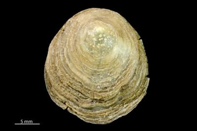 https://files.geocollections.info/large/c5/1a/c51a9ffa-9cba-4209-ad2e-483d90bebb62.jpg