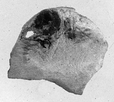 https://files.geocollections.info/large/c5/1f/c51f10d7-317f-4033-a6d2-f1180b8ac083.jpg
