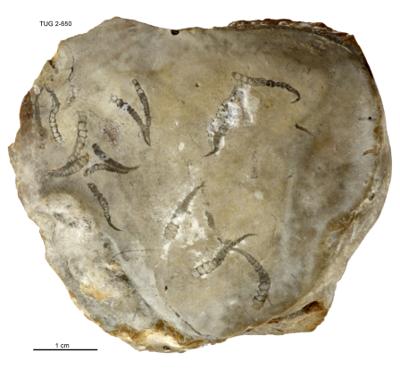 https://files.geocollections.info/large/c5/3a/c53a1141-09c4-4e89-8a98-c9146764d7ee.jpg