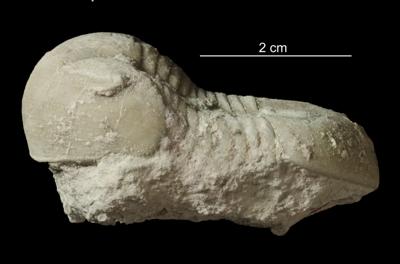https://files.geocollections.info/large/c5/4b/c54b2f25-d9ef-4ca1-b156-96f577d13b71.jpg