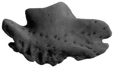 https://files.geocollections.info/large/c5/5e/c55e4693-bb71-46f8-aed0-d085b48c7913.jpg