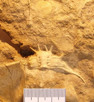 https://files.geocollections.info/large/c5/64/c564fa34-eb3f-4daf-863d-102a9e6902bc.jpg
