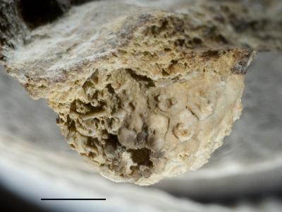 https://files.geocollections.info/large/c5/7c/c57ce916-57e6-41dd-a806-b0552afa8b8e.jpg