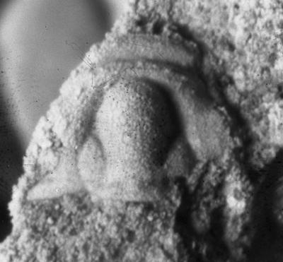 https://files.geocollections.info/large/c5/7e/c57ef932-beb9-4cbf-88fa-96344a390380.jpg