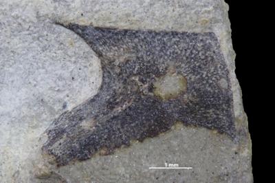 https://files.geocollections.info/large/c5/9c/c59c3d21-1710-409d-ad00-755c28e5308e.jpg