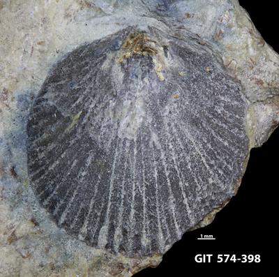 https://files.geocollections.info/large/c5/d2/c5d275a0-4546-4373-a323-8434dd263b93.jpg
