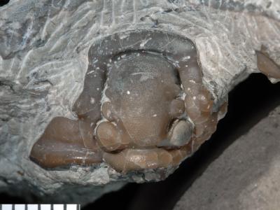 https://files.geocollections.info/large/c5/ed/c5ed82a5-83c6-43d5-8032-7ec801ded2a8.jpg
