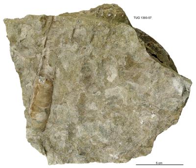 https://files.geocollections.info/large/c5/f3/c5f358c0-dadd-4bce-ac91-e2833169d302.jpg
