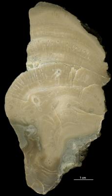 https://files.geocollections.info/large/c6/0a/c60a80e9-100e-4ffb-8143-f422aca5f36e.jpg