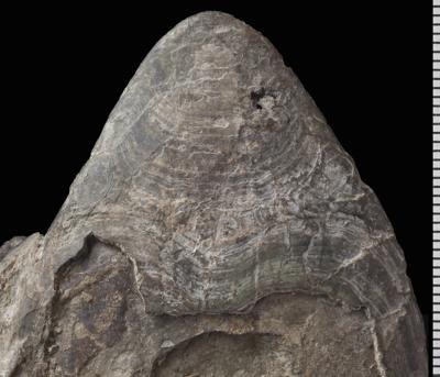 https://files.geocollections.info/large/c6/10/c6101153-cd72-462d-82bc-937bb91e1108.jpg