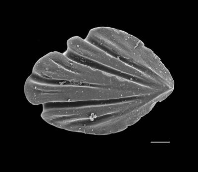 https://files.geocollections.info/large/c6/16/c616c953-83a5-4cc2-9f92-00a730749025.jpg