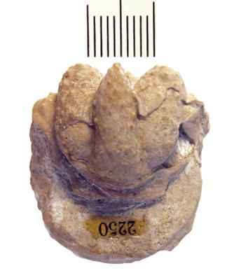 https://files.geocollections.info/large/c6/55/c6551132-b8fc-40a0-8126-0d4d9d3e9c9d.jpg