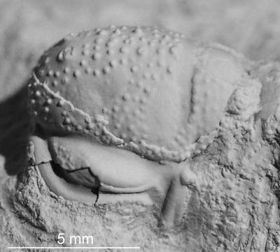 https://files.geocollections.info/large/c6/8d/c68dd8d6-5234-407d-b3f9-9843695357b2.jpg