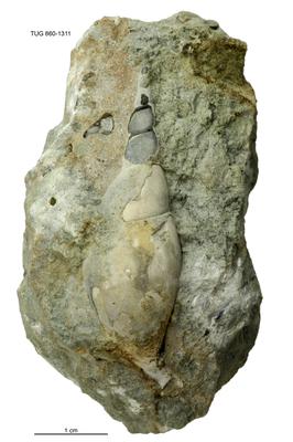 https://files.geocollections.info/large/c6/a3/c6a39902-8668-4915-b076-20338a69dd90.jpg