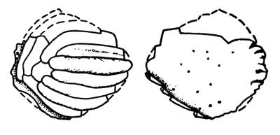 https://files.geocollections.info/large/c6/a4/c6a49c88-5d47-4eab-b4ff-043699f4a4d8.jpg