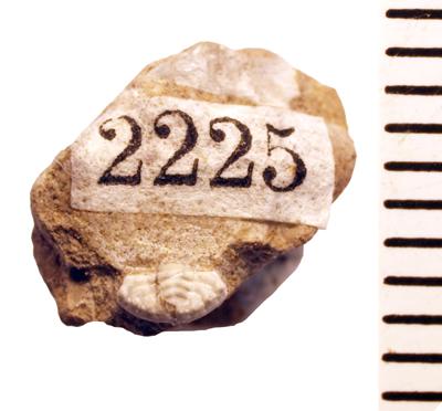 https://files.geocollections.info/large/c6/a8/c6a803c2-6c75-4672-8ea3-c497b5b8eda5.jpg
