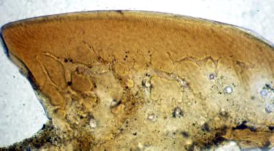 https://files.geocollections.info/large/c6/cb/c6cbc99f-079b-4df7-844b-21f56646687c.jpg