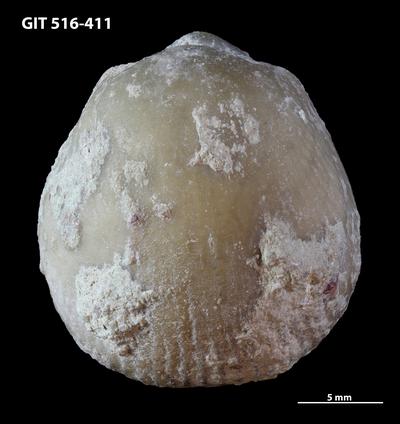 https://files.geocollections.info/large/c6/fd/c6fdbfd2-af6e-47df-bb78-16bab84418dc.jpg