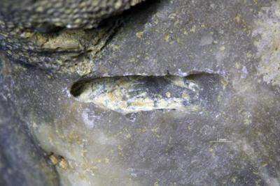 <i>Trypanites? sp.</i><br />Rakvere,  m, 