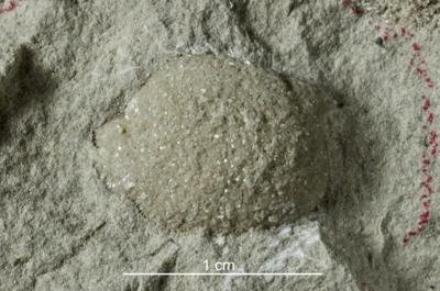 https://files.geocollections.info/large/c7/7b/c77bb8b7-6a79-4334-b2bb-729286700d45.jpg