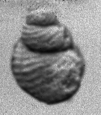 https://files.geocollections.info/large/c7/82/c7825473-2211-47f3-acbf-e2e50999fec1.jpg