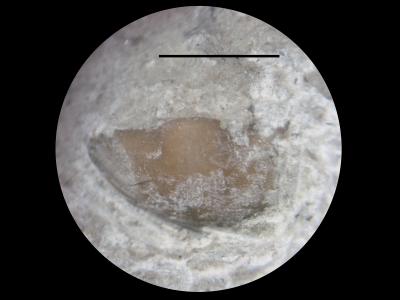 https://files.geocollections.info/large/c7/83/c7833ba8-4464-4c4f-9d98-28370381cb24.jpg