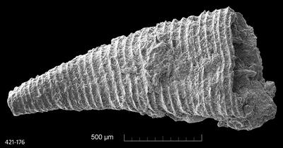 https://files.geocollections.info/large/c7/aa/c7aa0549-aecf-4b4e-90c7-8c34e5cb1a5e.jpg