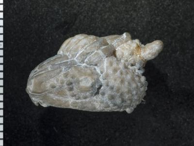 https://files.geocollections.info/large/c7/b0/c7b0d8ed-a4ea-41e3-92b5-1649f3731a66.jpg