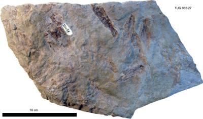 https://files.geocollections.info/large/c7/e2/c7e2a89a-8885-45ac-8c3f-1d4a2b9501f4.jpg