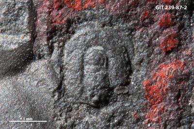 https://files.geocollections.info/large/c7/e2/c7e2b1ec-bb6f-4d97-be36-0789cf6ade3c.jpg