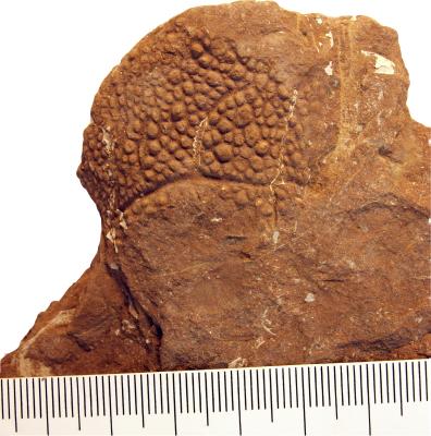 https://files.geocollections.info/large/c7/ff/c7ff94dc-26b8-4e9c-a670-1594034031b0.jpg