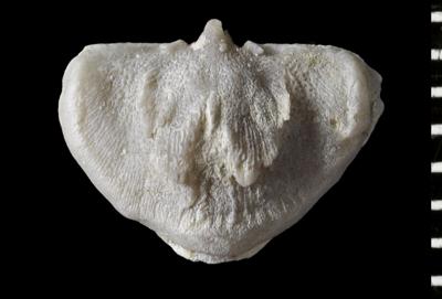 https://files.geocollections.info/large/c8/03/c803083d-5b33-4f5e-aafe-bbfaf16b214f.jpg