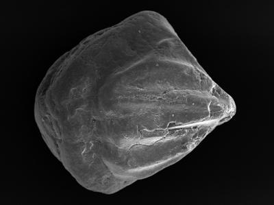 https://files.geocollections.info/large/c8/4d/c84da76f-3150-44d2-82a9-e3bb5e591e8e.jpg