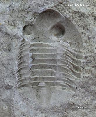 https://files.geocollections.info/large/c8/63/c8632926-aef8-4bd3-b03a-91e12ba3e7ca.jpg