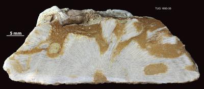 https://files.geocollections.info/large/c8/7d/c87d860f-4181-4aee-b091-d536d1999274.jpg