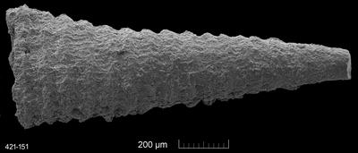 https://files.geocollections.info/large/c8/87/c8870ea8-a44c-48fc-8660-f874177d7643.jpg