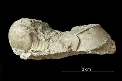 https://files.geocollections.info/large/c8/9b/c89bbfe1-3521-4c14-9417-0a13a6846bcd.jpg