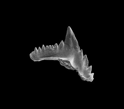 https://files.geocollections.info/large/c8/b5/c8b5c569-9eee-4f64-a8df-5748242a3c0d.jpg