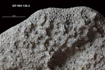 https://files.geocollections.info/large/c8/d4/c8d41c08-e0e9-4b6f-89f4-3fde9b199010.jpg