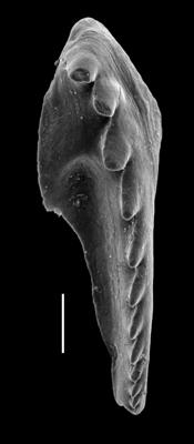 <i>Pistoprion sp. A Hints et al., 2006</i><br />Paatsalu 527 borehole, 97.60 m, Llandovery