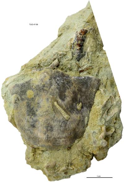 https://files.geocollections.info/large/c8/f2/c8f2774a-d3cc-49de-9602-4a58c7058cb2.jpg
