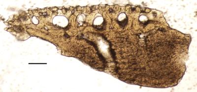 https://files.geocollections.info/large/c9/7b/c97b2af7-de86-4384-bf6f-9218e7927f69.jpg