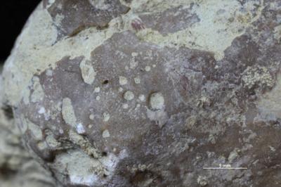 <i>Trypanites isp.</i><br />,  m, Nabala Stage