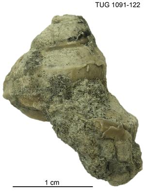 https://files.geocollections.info/large/c9/9e/c99e9313-8d54-4a7b-b08c-2cde65211e27.jpg